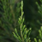 Erica arborescens Leaf