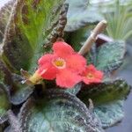 Episcia cupreata ᱵᱟᱦᱟ