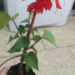 Salvia splendensKwiat