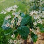 Crataegus laevigataBlüte