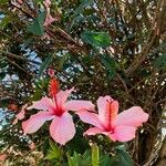 Hibiscus arnottianus Квітка