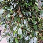 Ficus benjamina 葉