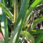 Aechmea distichantha Leaf