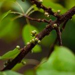 Ficus virens Fruto