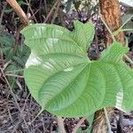 Dioscorea sansibarensis Hoja