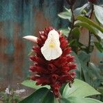 Hellenia speciosa Blüte
