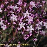 Limonium insigne Flower