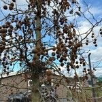 Platanus × hispanicaHedelmä