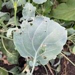 Brassica oleraceaBlatt