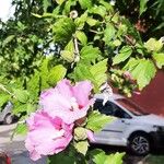 Hibiscus syriacusBlomma