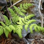 Gymnocarpium dryopteris Habit