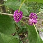 Callicarpa americana Otro