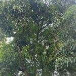 Mangifera indicaঅভ্যাস