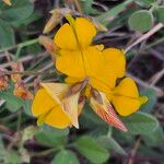 Rhynchosia minima Flower