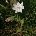 Lysimachia europaea Folha