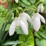 Galanthus nivalisKwiat