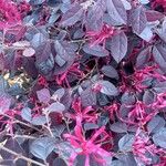 Loropetalum chinense Blatt