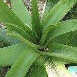 Aloe ukambensis পাতা
