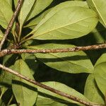 Terminalia ivorensis Blatt