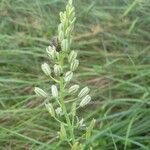 Loncomelos pyrenaicus Flor