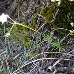 Spergula morisonii Alkat (teljes növény)