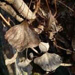 Populus nigra Leaf