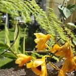 Dendrobium chrysotoxum Цветок