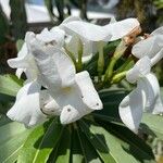 Pachypodium lamerei Flors