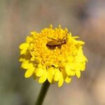 Chaenactis glabriuscula Flor