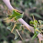 Solanum arundo 叶