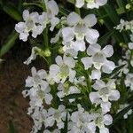 Angelonia biflora പുഷ്പം