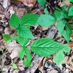 Rubus nigricans Leaf