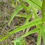 Campanula patula Leaf