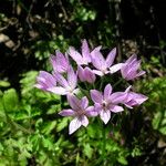 Allium unifolium Çiçek