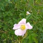 Rosa canina Lorea