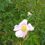 Rosa canina 花