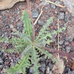 Reichardia ligulata Leaf