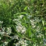 Eupatorium serotinum Flower