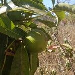 Alibertia edulis Fruit