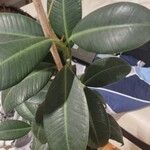 Ficus elastica Fuelha