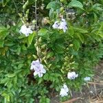 Duranta erectaFlor