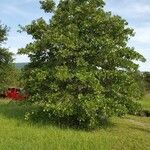 Quercus marilandica Hábito