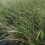 Calamagrostis breviligulata Leaf