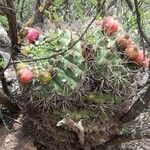 Gymnocalycium saglionis Habit