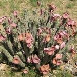 Hoodia gordonii Habit