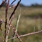 Bothriochloa bladhii 果實