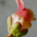 Scrophularia lucida Fruit