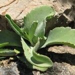 Kalanchoe brachyloba Лист