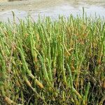 Salicornia perennis Іншае