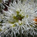 Miconia longifolia Цвят